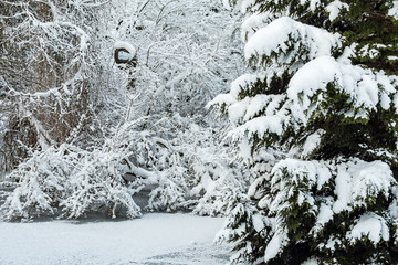 pine tree near the frozen pond covered with heavy snow on a snowing cold winter morning.