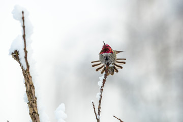 tiny beautiful anna's hummingbird displaying its feather on the tip of a thin branch covered under snow in a cold winter morning against bright sky