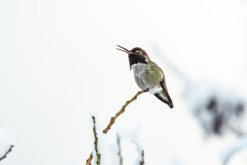 small Anna's hummingbird singing on the tip of a thin twig covered in snow with bright background on winter morning 