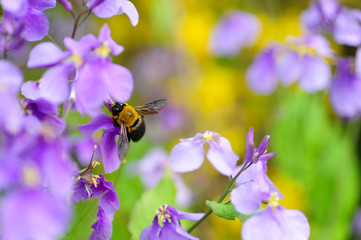 bee on a flower