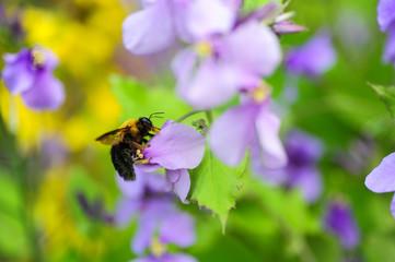 bee on a flower