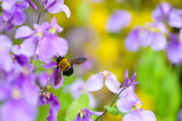 bee on a flower