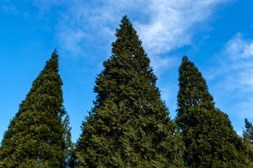 Fototapeta na wymiar green pointy pine trees in the park under blue cloudy sky