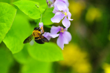 bee on a flower