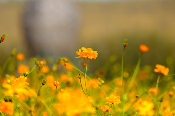 yellow flowers isolated on bright background