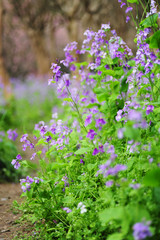Obraz premium purple flowers in the garden