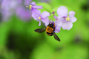 bee on a flower