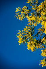 Branch of mimosa tree with flowers