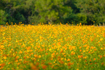 field of yellow flowers