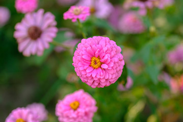 pink flowers isolated on background