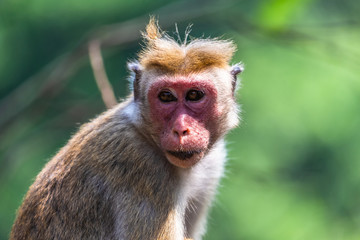 Macaque. Yala National Park. Sri Lanka.