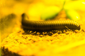 Giant African Millipede