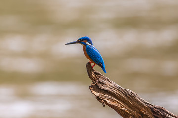 White throated kingfisher. Sri Lanka.