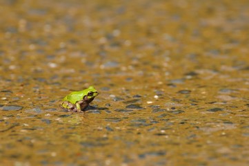 越畑・樒ヶ原の棚田のニホンアマガエル
