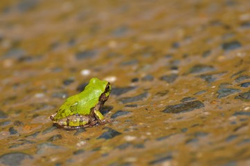 越畑・樒ヶ原の棚田のニホンアマガエル