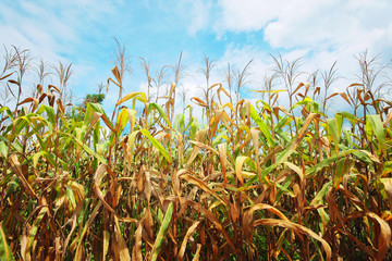 Cultivation of corn field and dry corn field against the blue sky and clouds background. Copy Space.