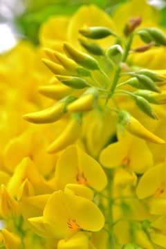 黄花藤 Images Browse 33 Stock Photos Vectors And Video Adobe Stock