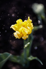 spring flowers in rain drops