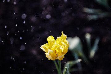 spring flowers in rain drops