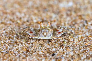 Ghost crab on beach. Sri Lanka.