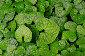 フタバアオイの葉がたくさん