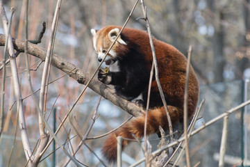 kleiner panda