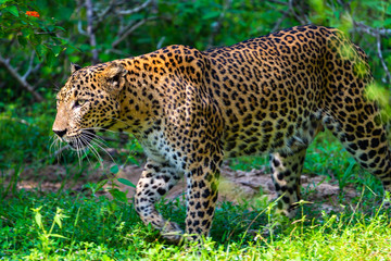Fototapeta na wymiar Wild leopard. Yala National Park. Sri Lanka.