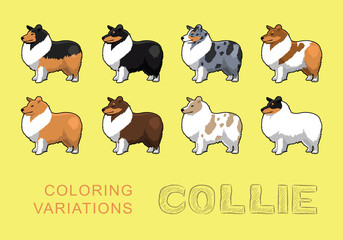 Dog Collie Coloring Variations Vector Illustration