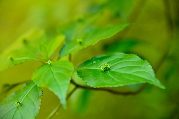 葉の真ん中に花があるハナイカダという葉