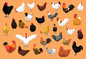 Various Chicken Breeds Poultry Cartoon Vector Illustration