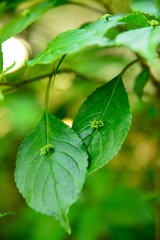 葉の真ん中に花があるハナイカダという葉