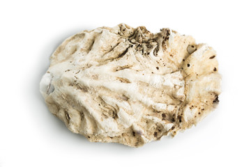 Sea shell isolated on a white background.