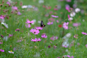butterfly on a flower of field