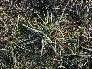 herbe givrée aux Mureaux en région parisienne en France