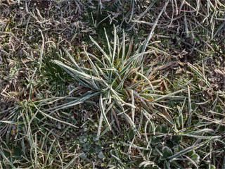 herbe givrée aux Mureaux en région parisienne en France