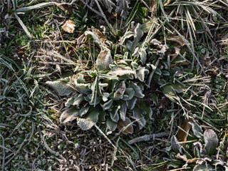 herbe givrée aux Mureaux en région parisienne en France