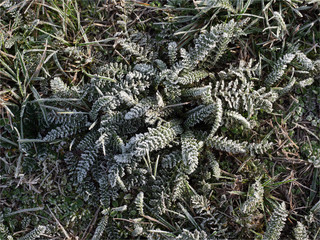 herbe givrée aux Mureaux en région parisienne en France