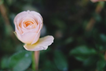 The orange rose in the flower pot with many leaves. Closeup flower, many copyspace