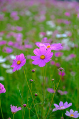 Fototapeta premium pink flowers in the garden