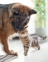 Cat and dog together indoors. Friendship between animals.