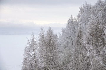 Fluffy snow on the branches of trees, in the early frosty morning in the city park.
