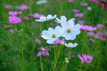 flowers in green grass