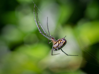 Spider and webs