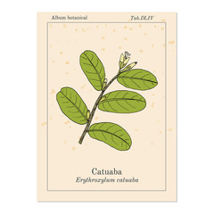 Catuaba Erythroxylum vaccinifolium , medicinal plant