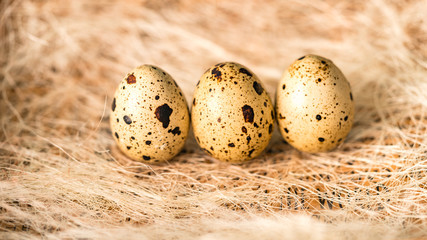 Obraz premium quail eggs lie in the nest