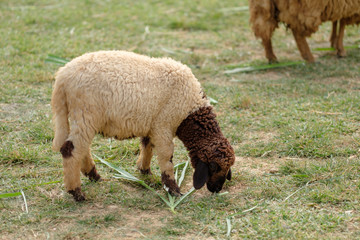 sheep is eating in a field