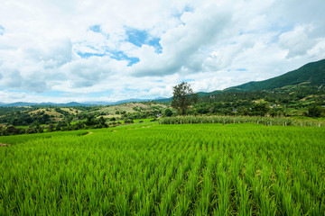 Fototapeta na wymiar Beautiful Landscape of Fresh green rice fields on terraced and rice plantations in sunlight at Chiangmai province , North of thailand