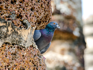 bird in the park, digital photo picture as a background