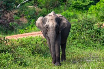 Asian elephant. Yala National Park. Sri Lanka.