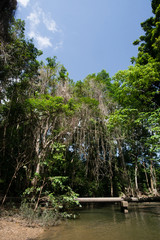 熱帯雨林の公園